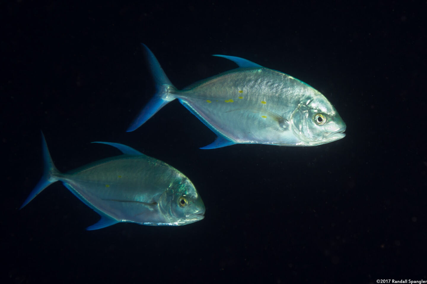 Carangoides orthogrammus (Island Jack)