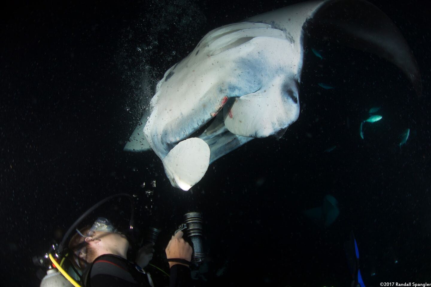 Mobula alfredi (Coastal Manta Ray)