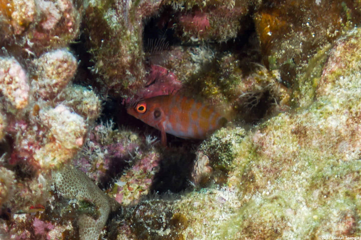 Amblycirrhitus bimacula (Twinspot Hawkfish)