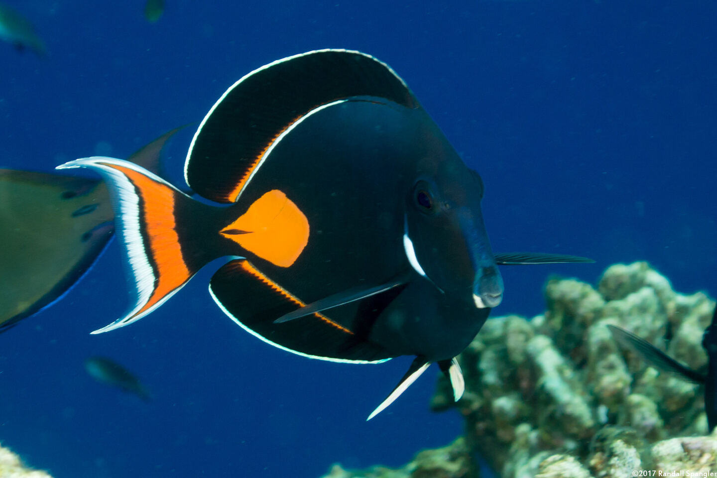 Acanthurus achilles (Achilles Tang)
