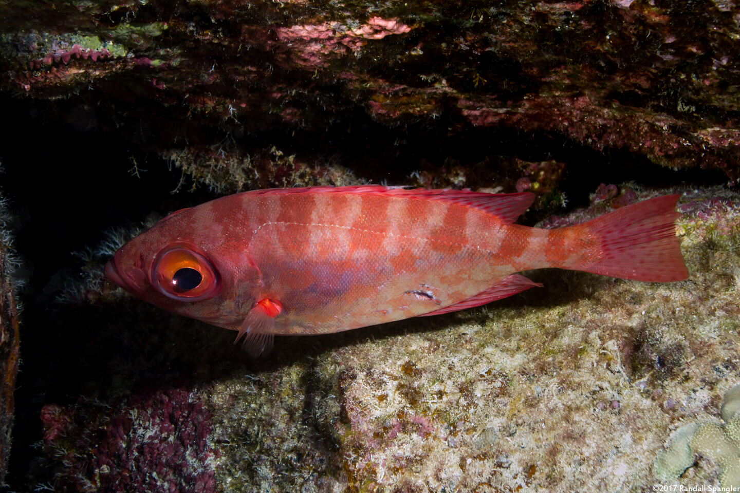 Heteropriacanthus cruentatus (Glasseye)
