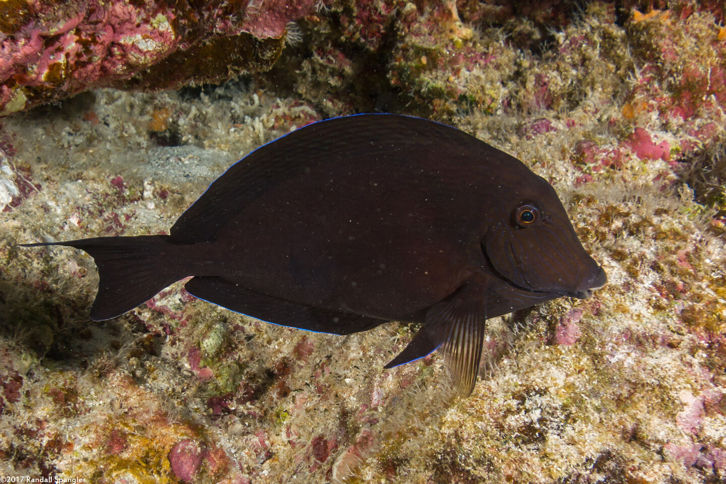 Acanthurus nigroris (Bluelined Surgeonfish)