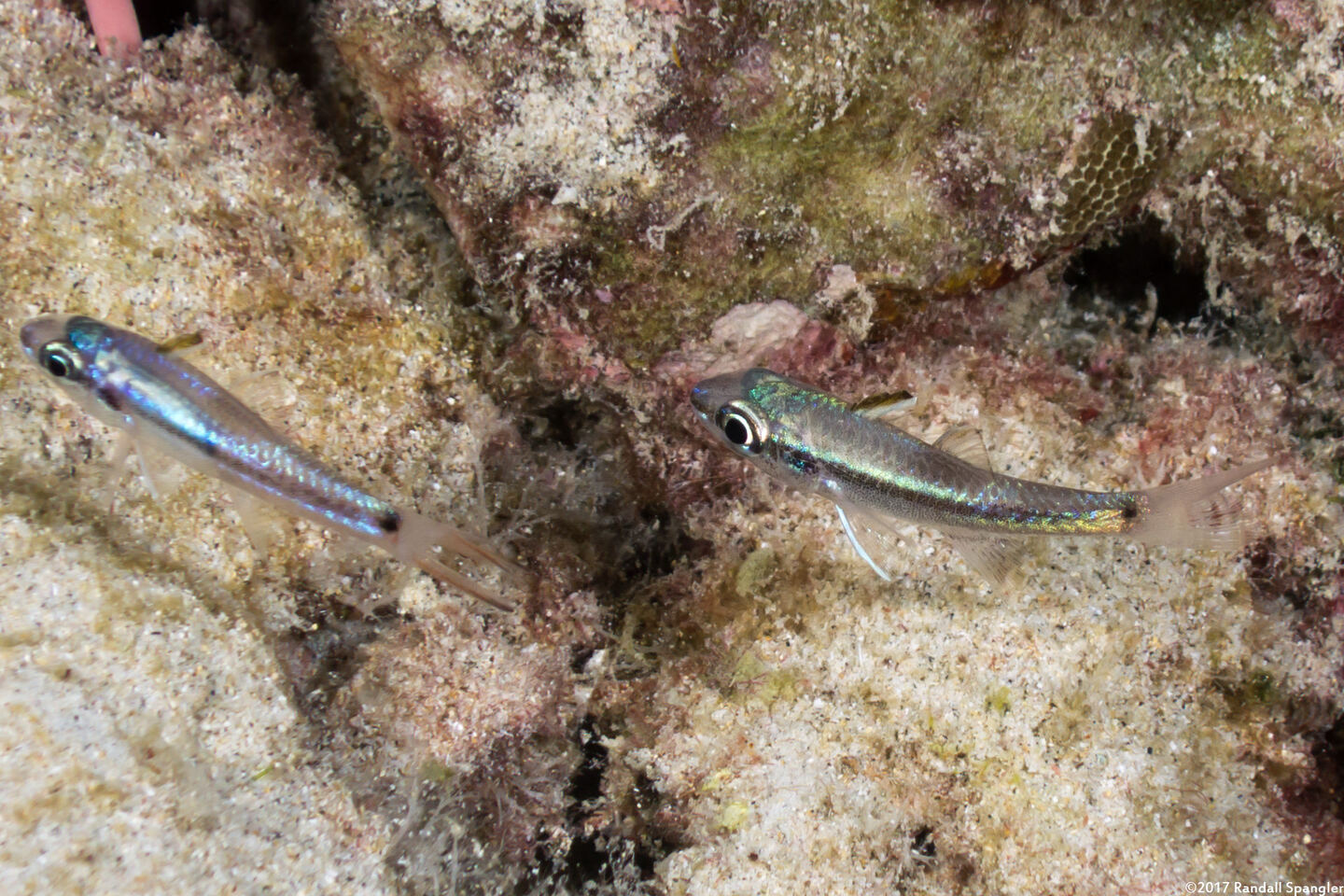 Pristiapogon kallopterus (Iridescent Cardinalfish)