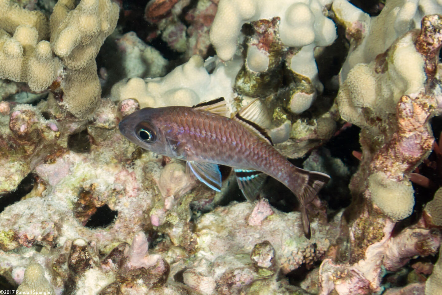 Pristiapogon taeniopterus (Bandfin Cardinalfish)