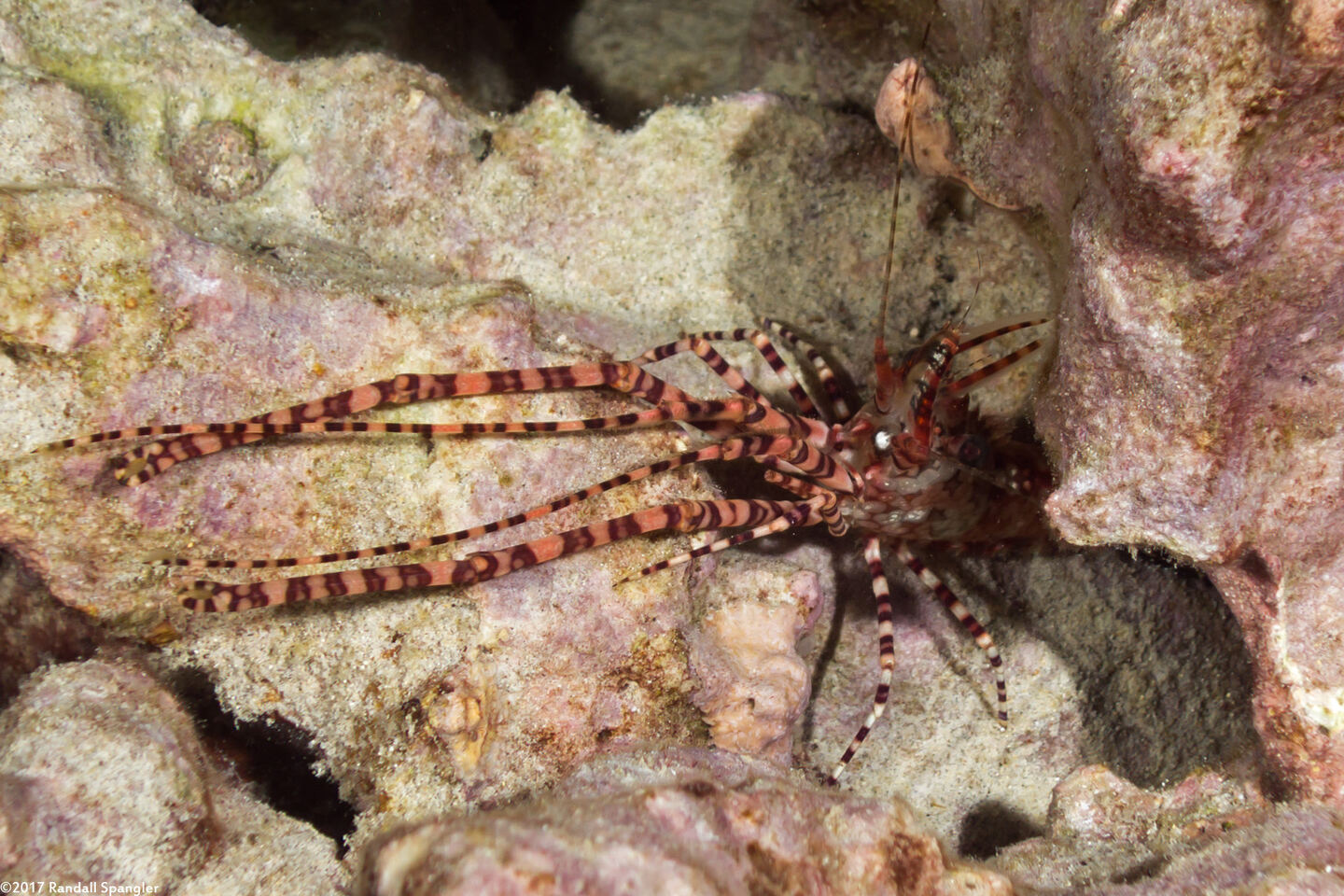 Saron marmoratus (Common Marbled Shrimp)