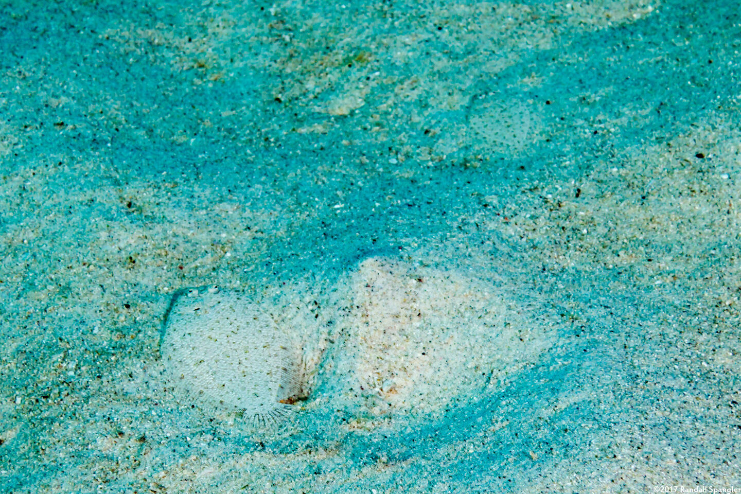 Bothus pantherinus (Panther Flounder)