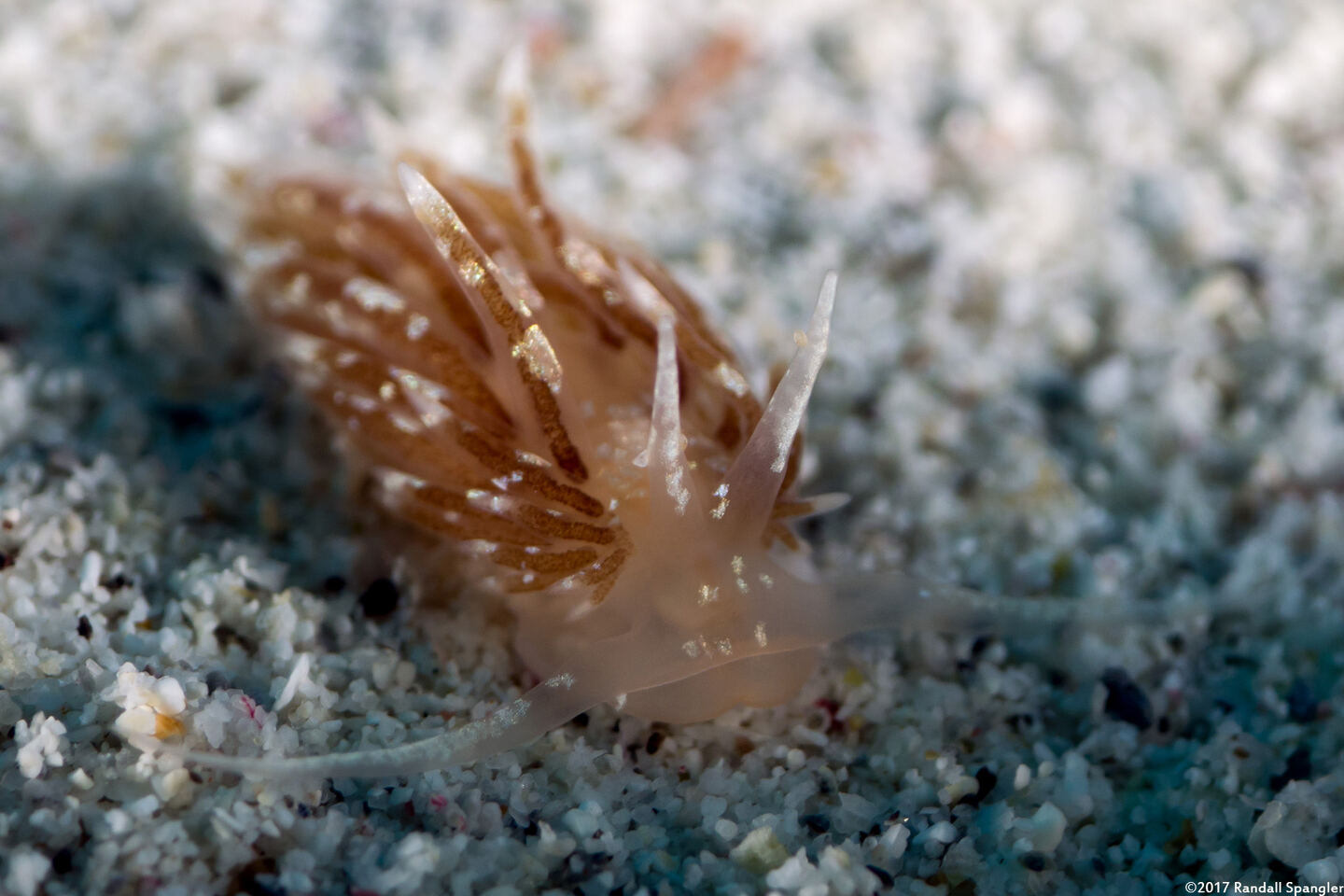 Facelina sp.1 (Facelina sp.1)