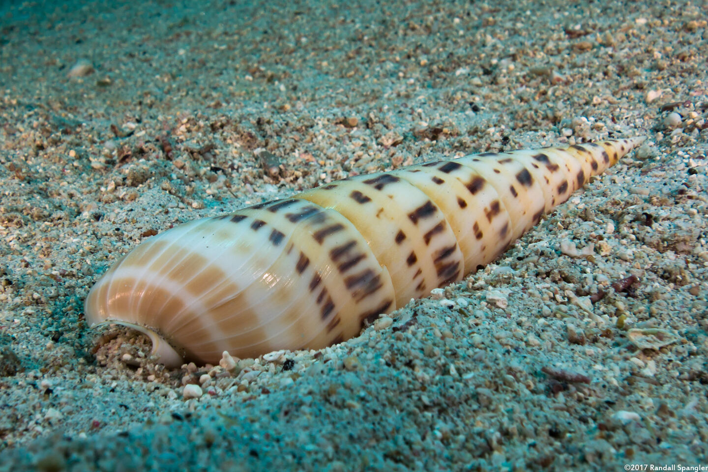 Terebra maculata (Marlinspike Auger)