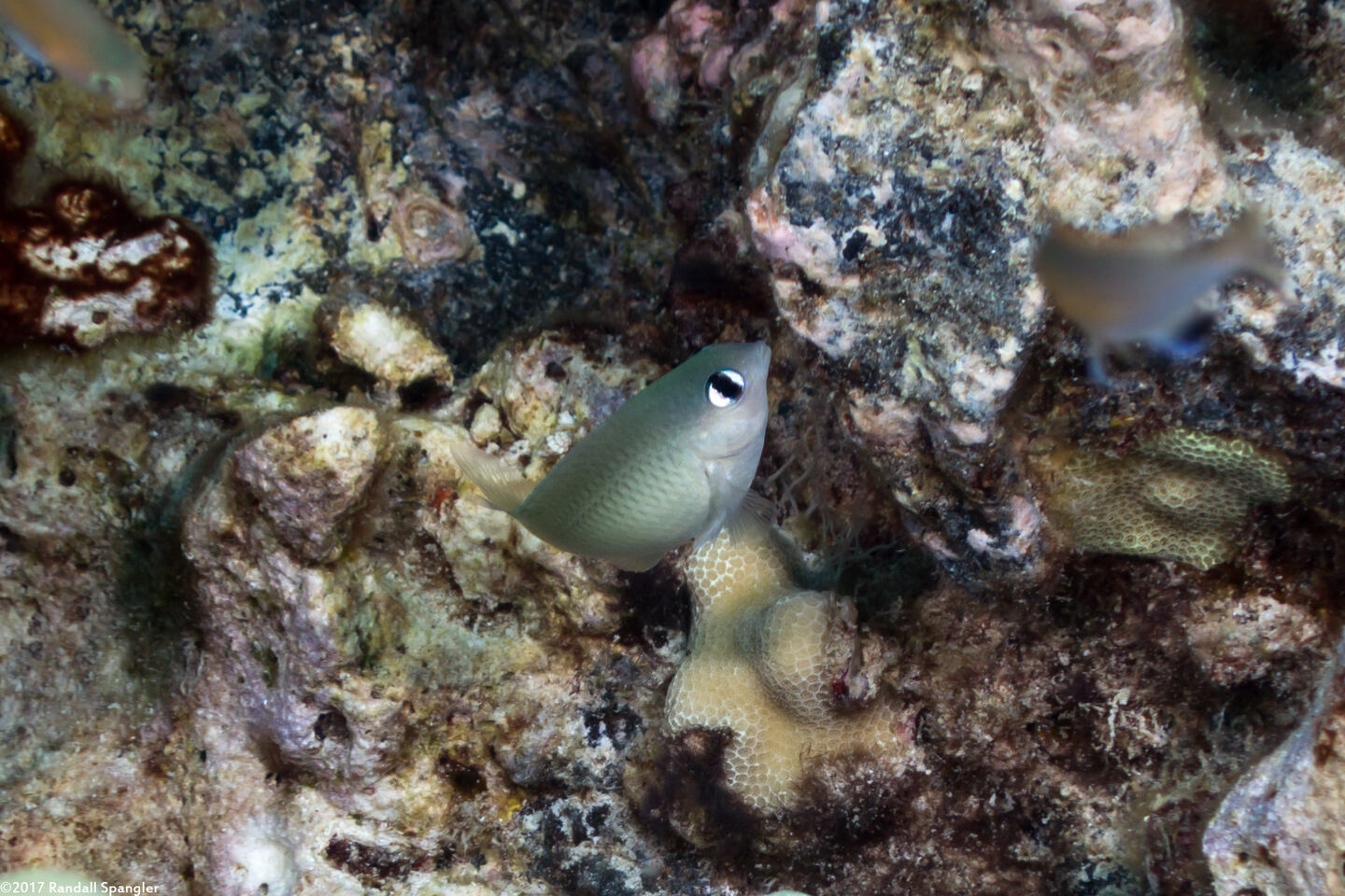 Plectroglyphidodon imparipennis (Bright-Eye Damselfish)