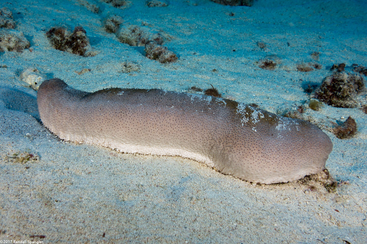 Bohadschia sp.1 (Bohadschia sp.1)