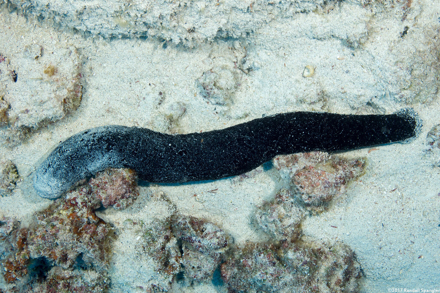 Holothuria atra (Black Sea Cucumber)