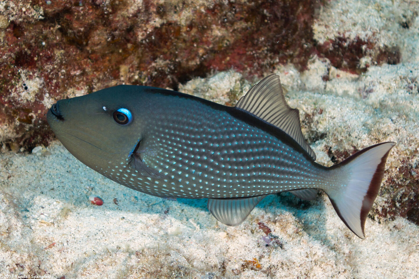 Xanthichthys auromarginatus (Gilded Triggerfish)