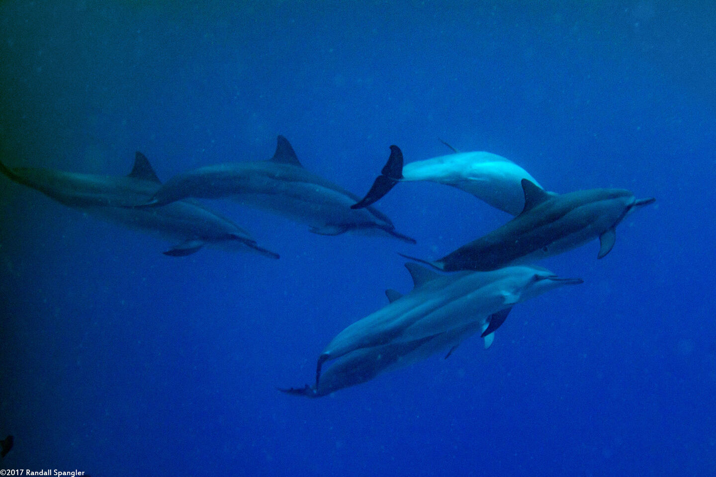 Stenella longirostris (Spinner Dolphin)