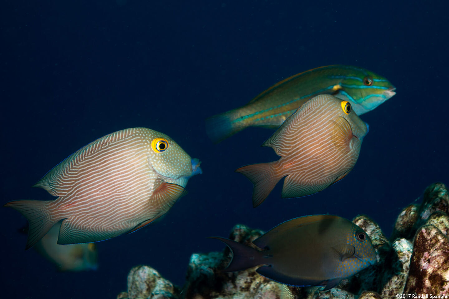 Ctenochaetus strigosus (Goldring Surgeonfish)