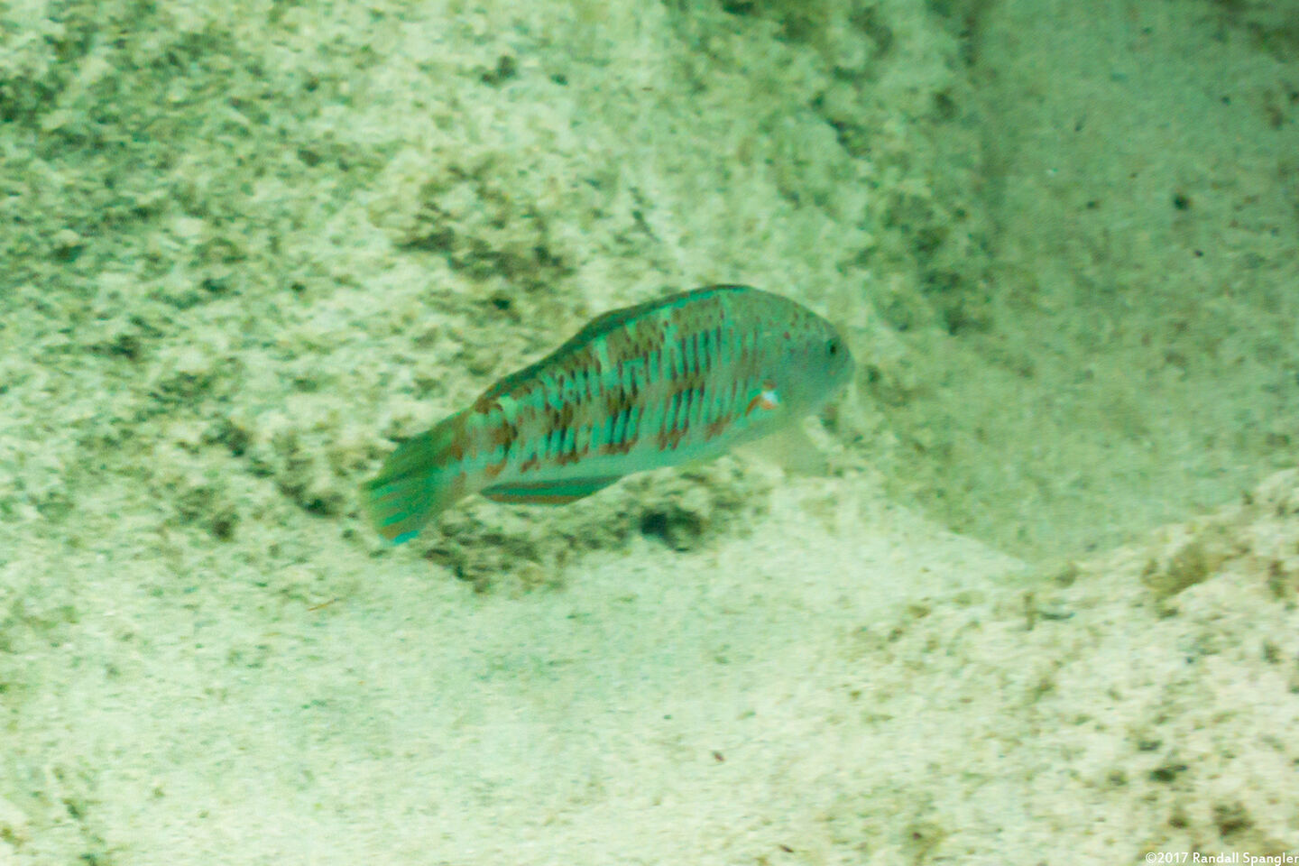 Thalassoma trilobatum (Christmas Wrasse)