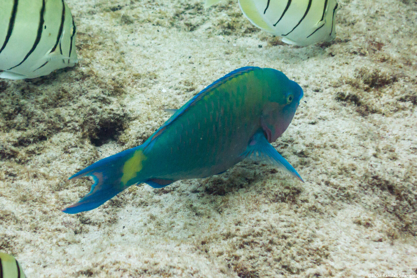 Scarus psittacus (Palenose Parrotfish)