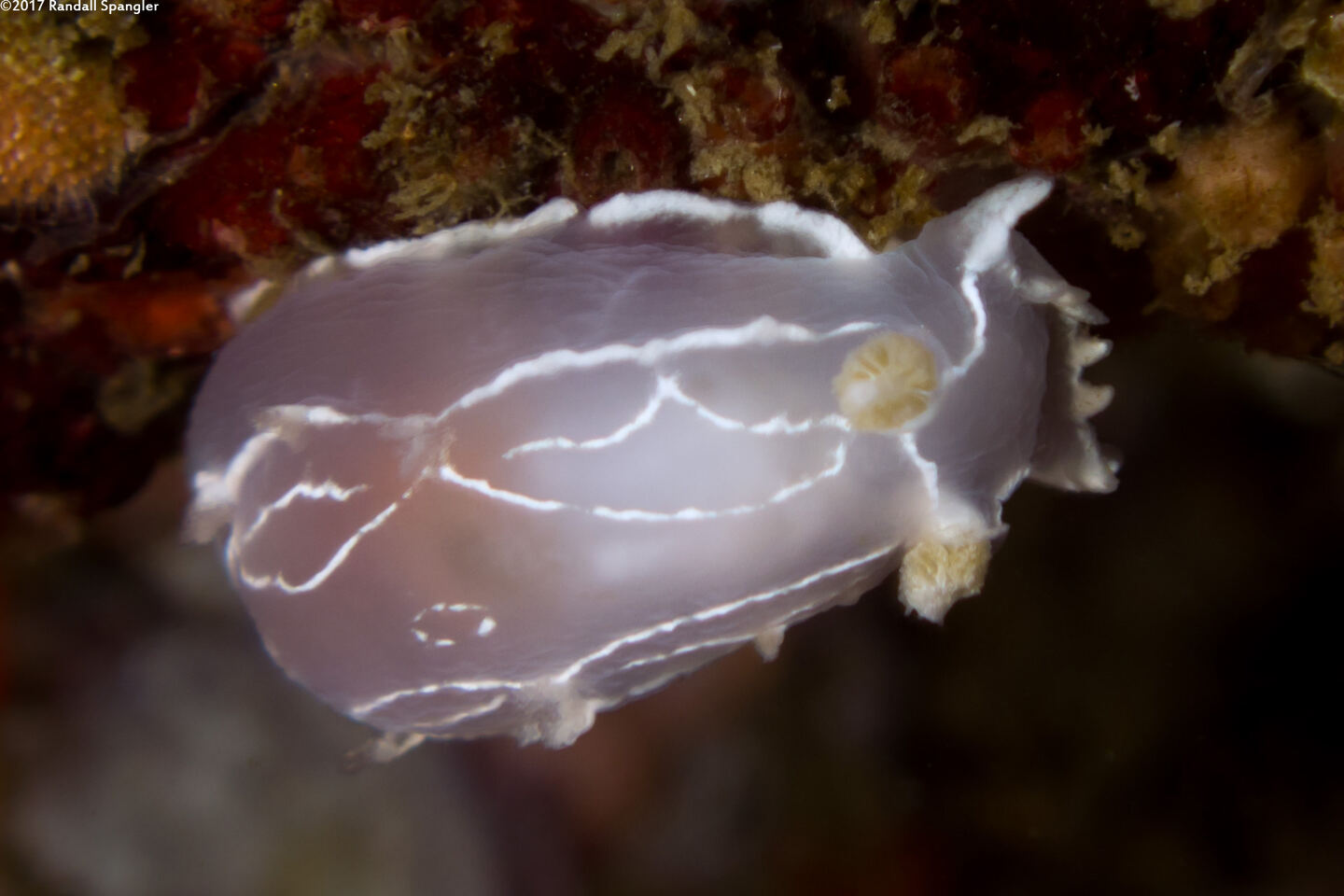 Tritonia festiva (Diamondback Tritonia)