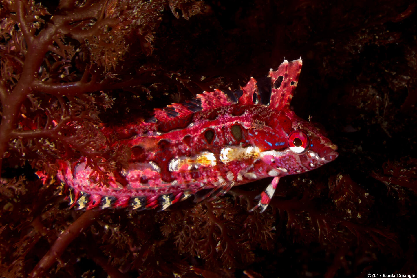 Gibbonsia montereyensis (Crevice Kelpfish)