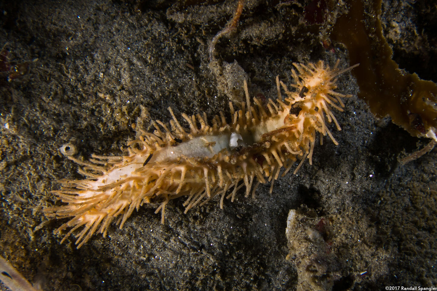 Eupentacta quinquesemita (White Sea Cucumber)
