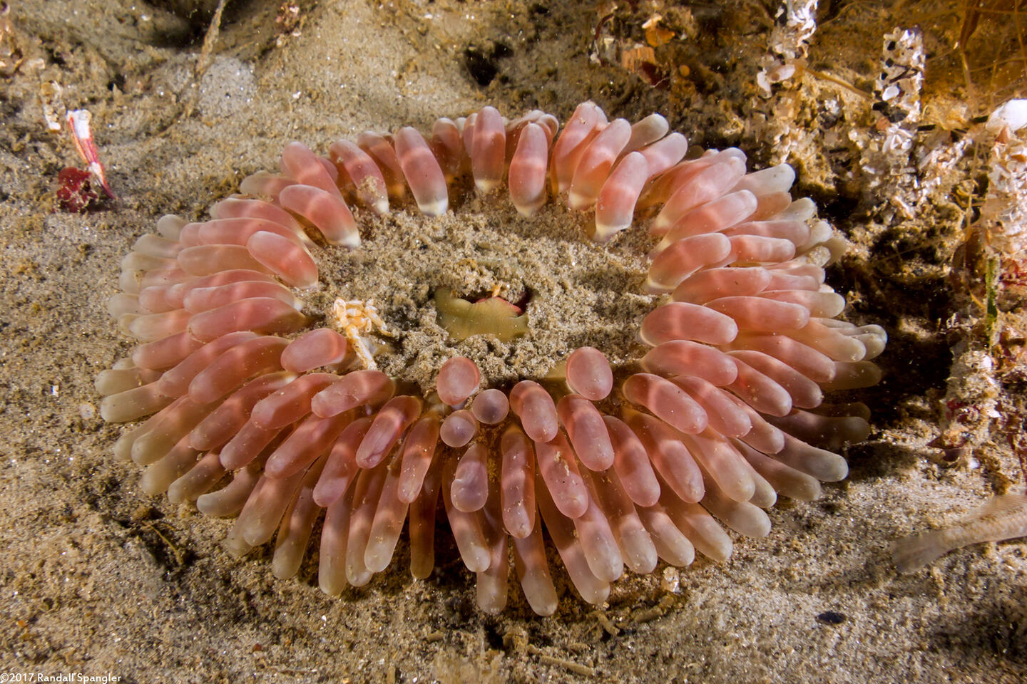 Urticina clandestina (Urticina Clandestina)