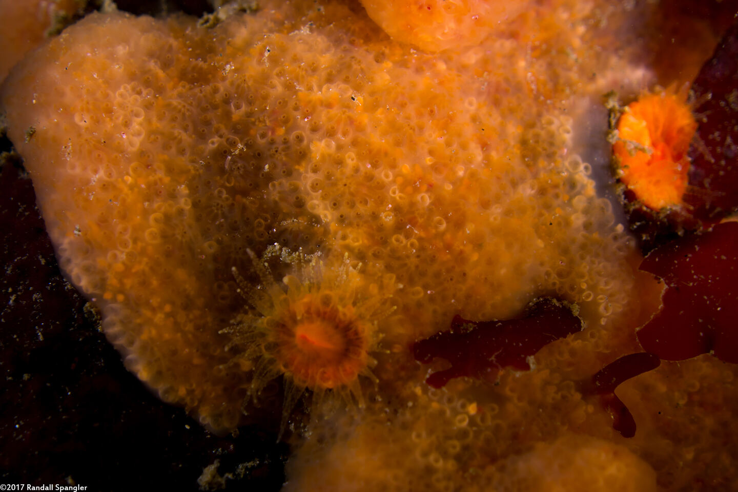 Aplidium californicum (Sea Pork)