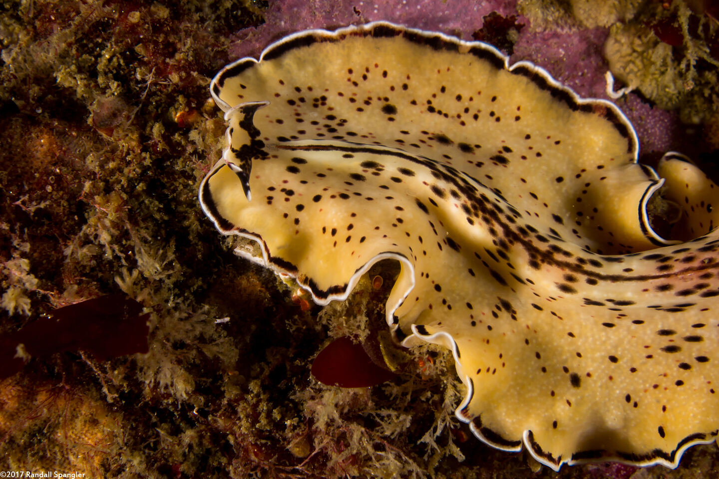 Pseudoceros montereyensis (Monterey Flatworm)