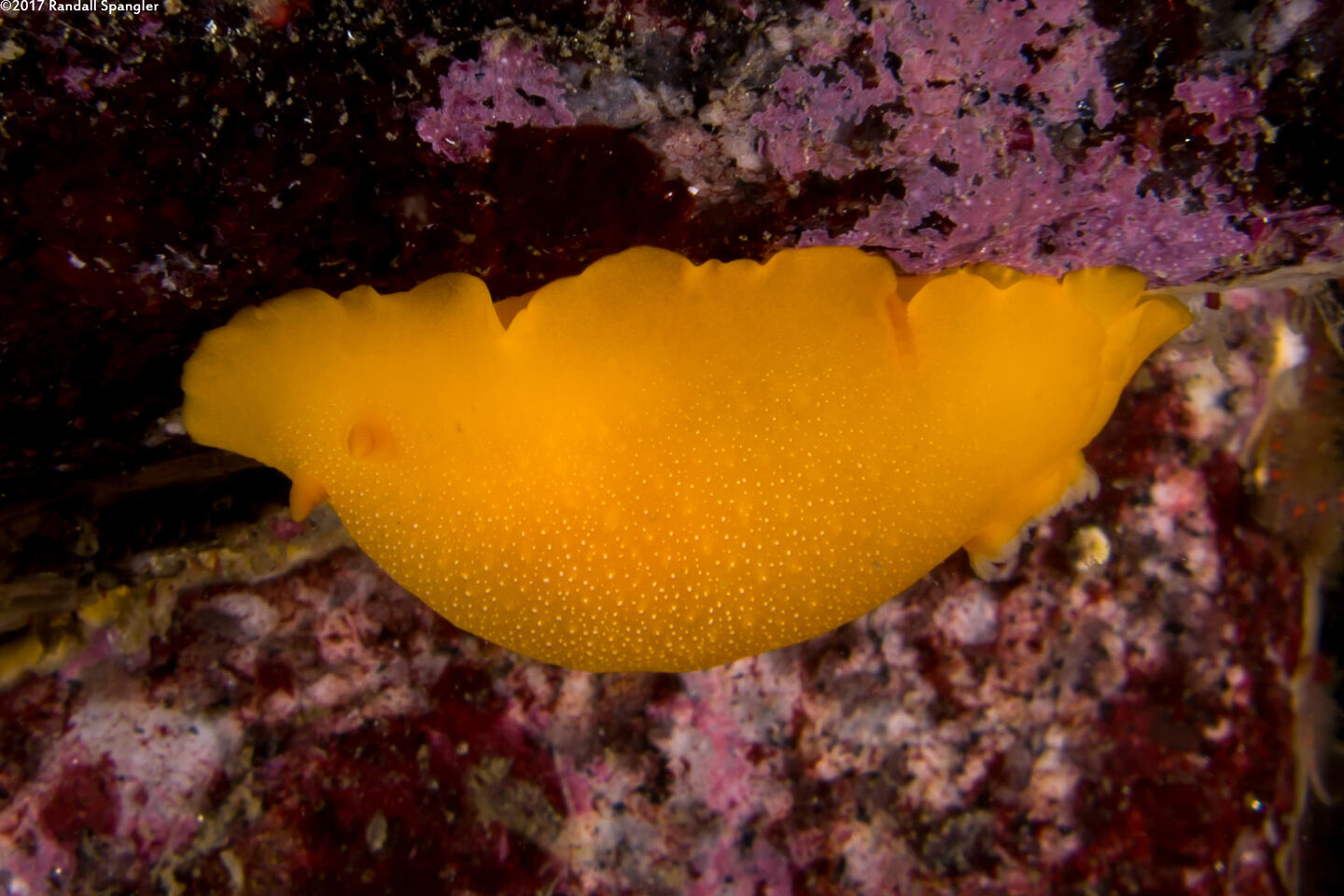 Doriopsilla albopunctata (White-Spotted Dorid)
