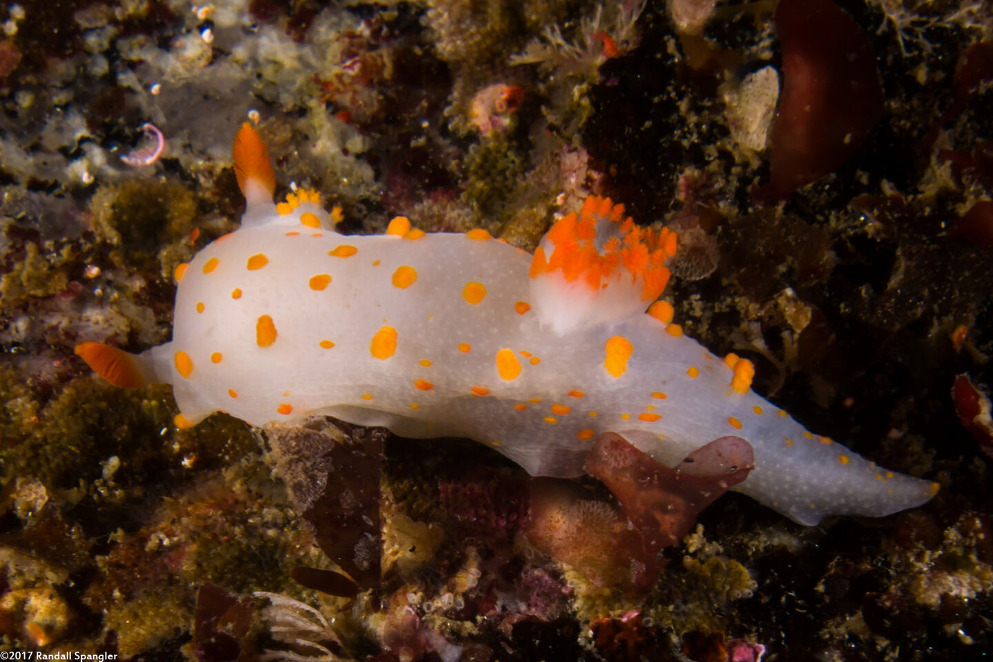 Triopha catalinae (Catalina Triopha)