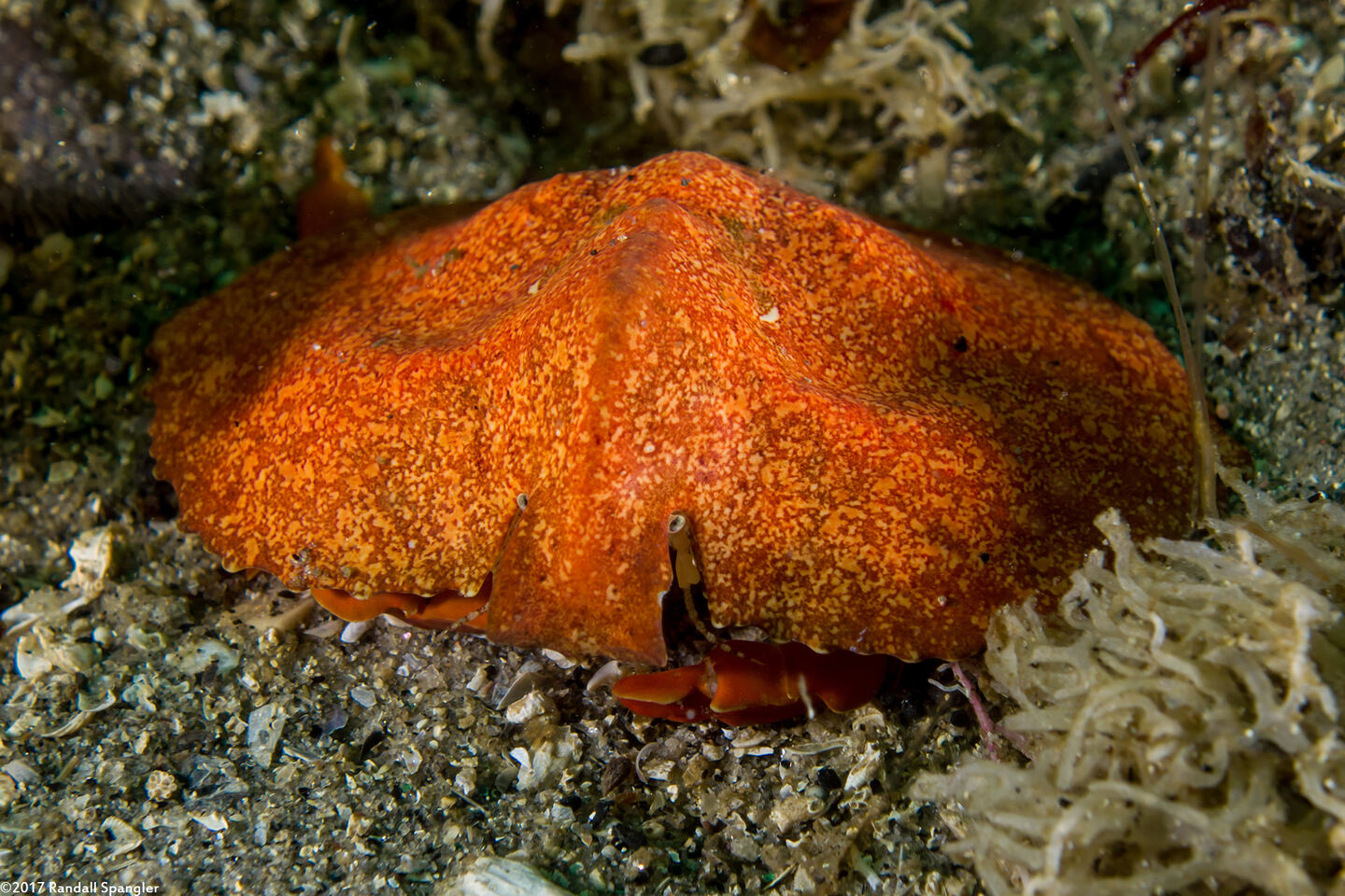 Cryptolithodes sitchensis (Umbrella Crab)