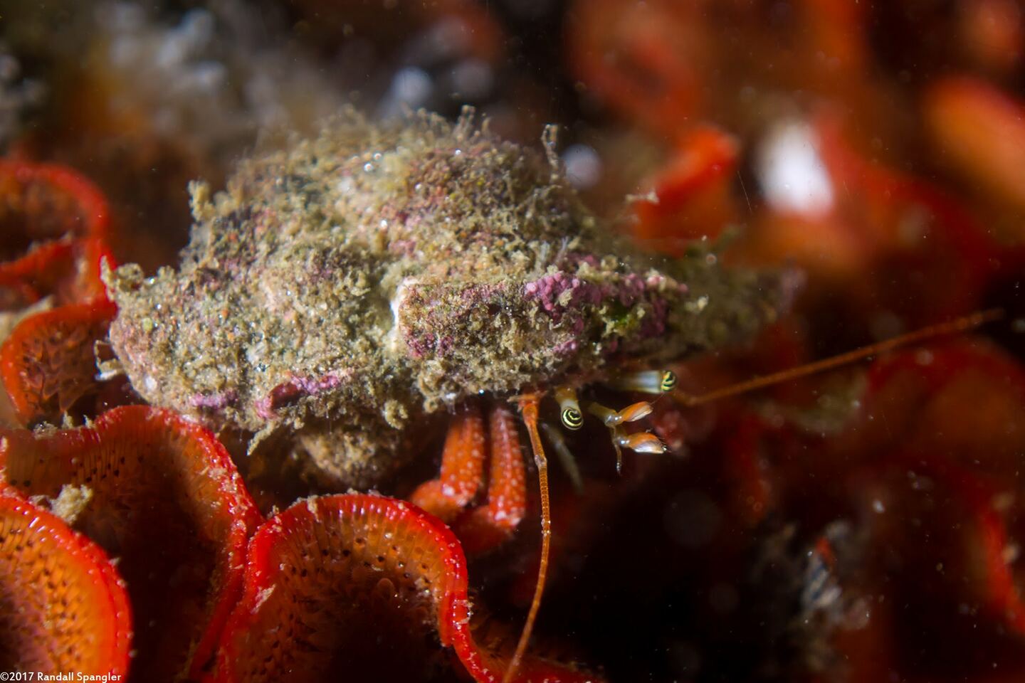 Pagurus hemphilli (Maroon Hermit Crab)
