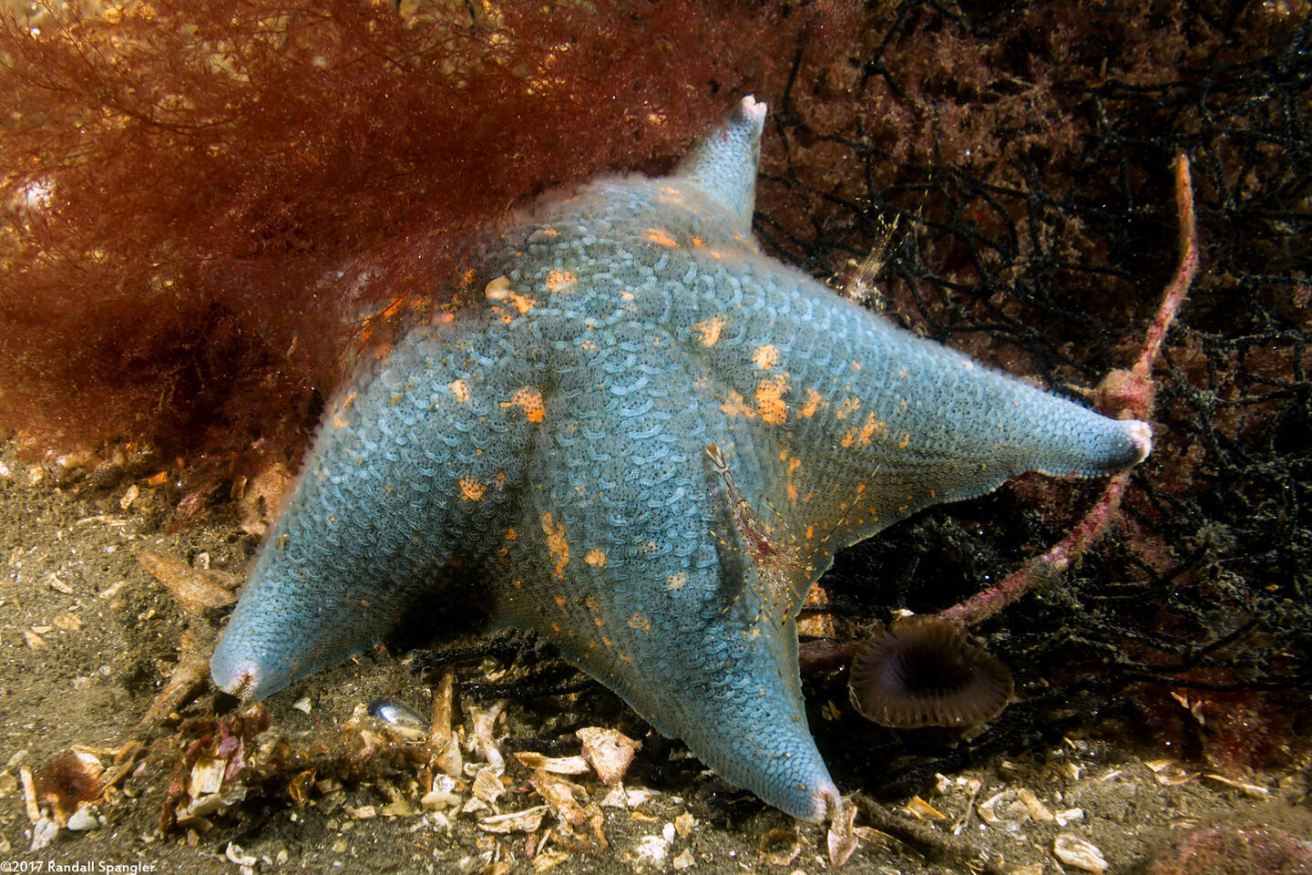 Patiria miniata (Bat Star)
