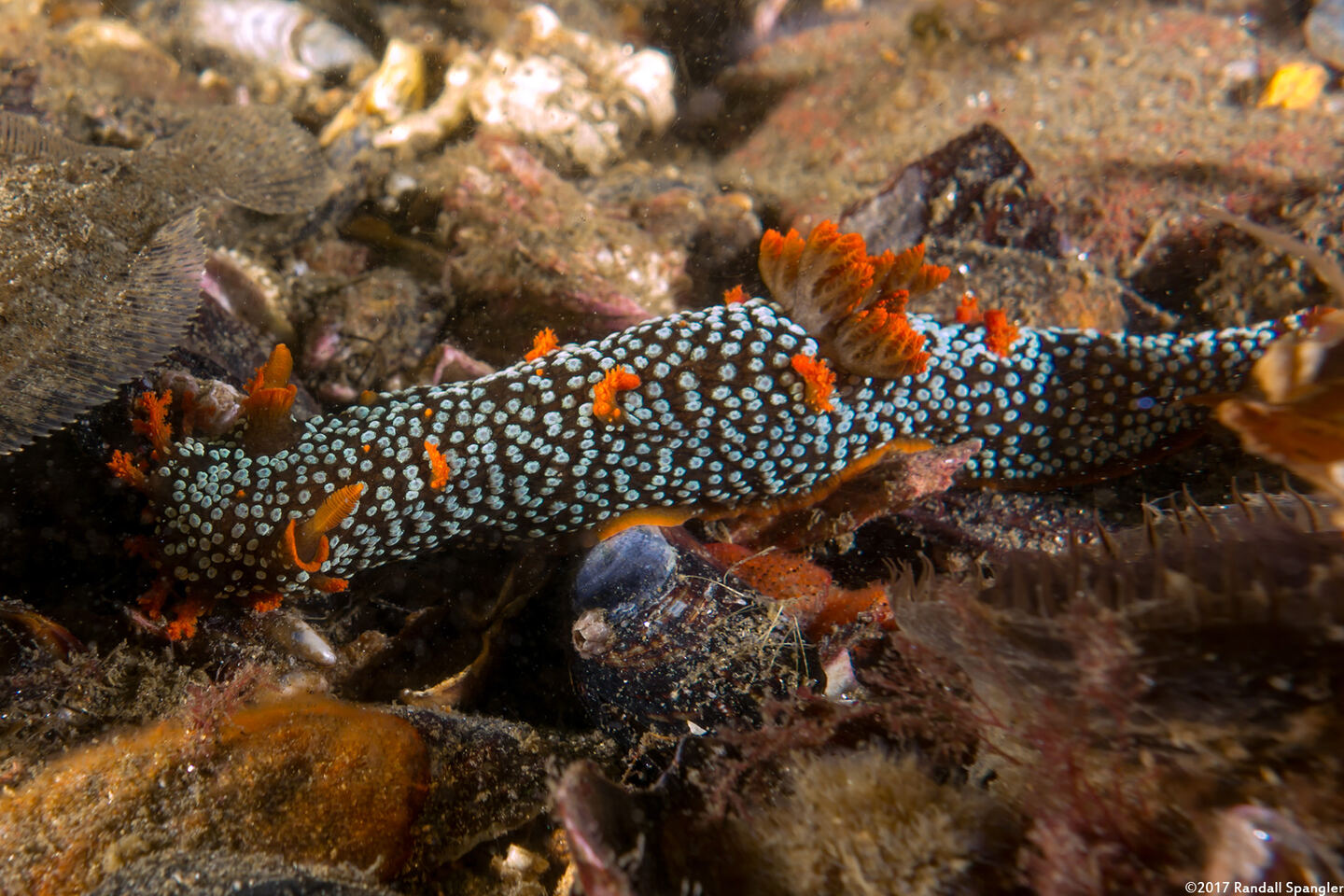 Triopha maculata (Spotted Triopha)