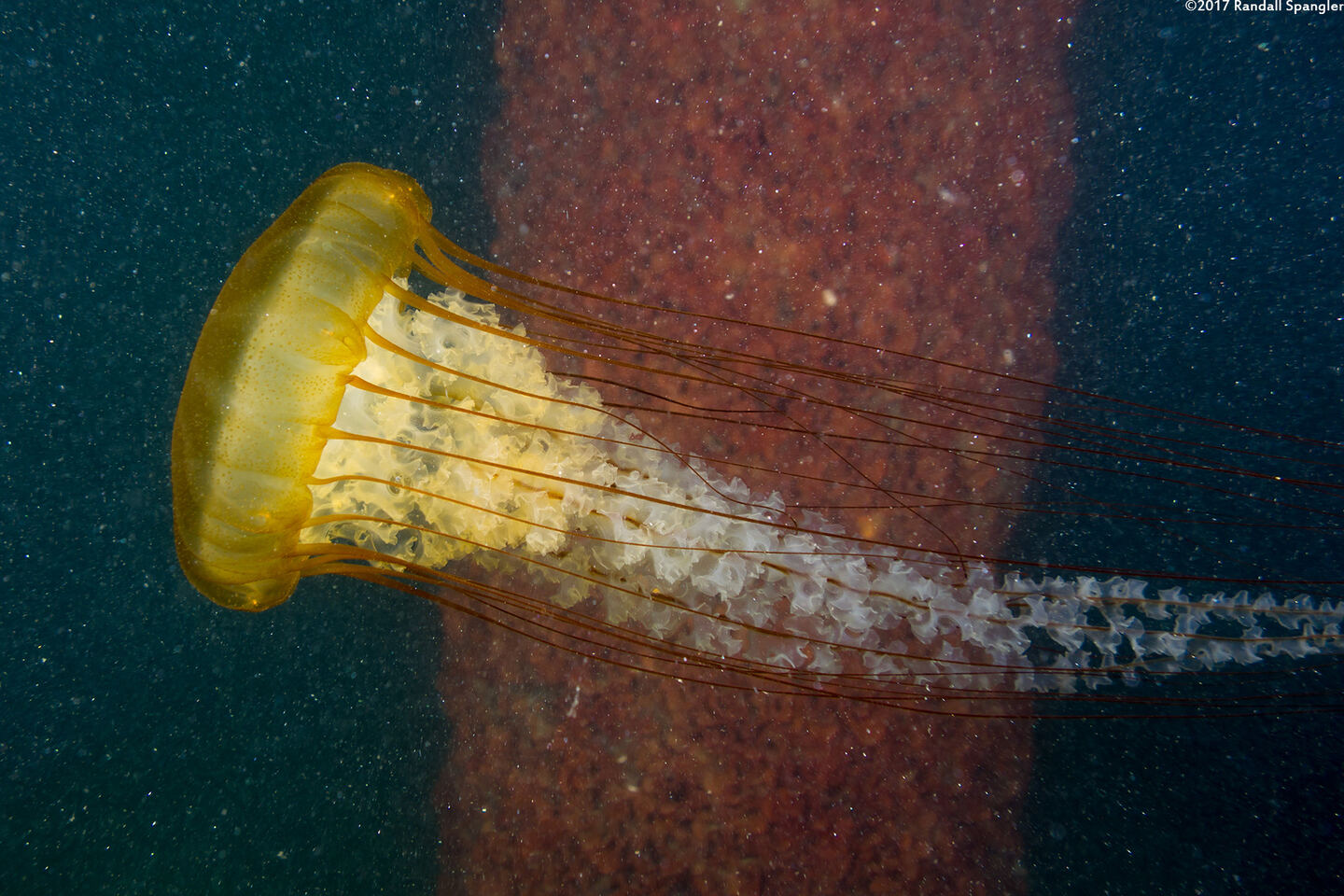 Chrysaora fuscescens (Brown Jellyfish)