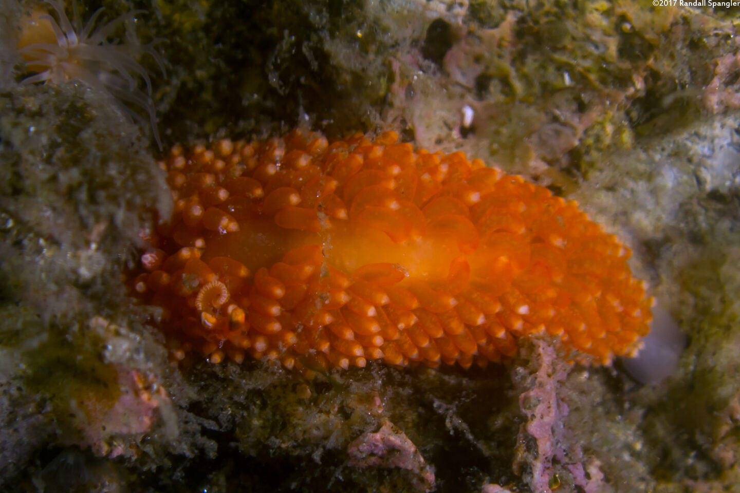 Anteaeolidiella oliviae (Olive's Aeolid)