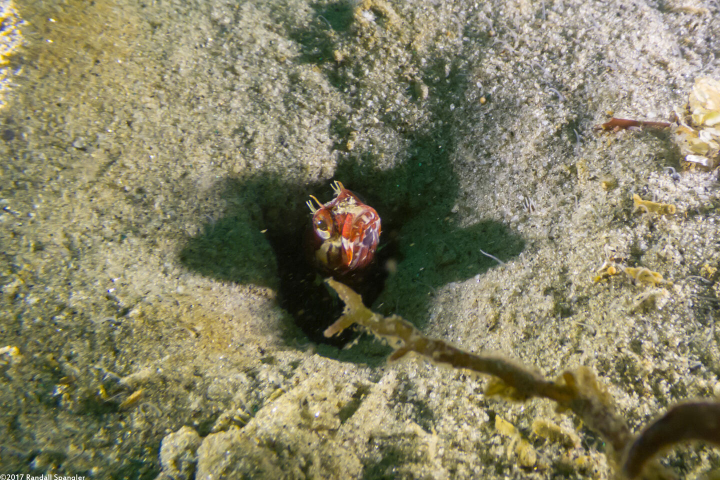 Neoclinus blanchardi (Sarcastic Fringehead)