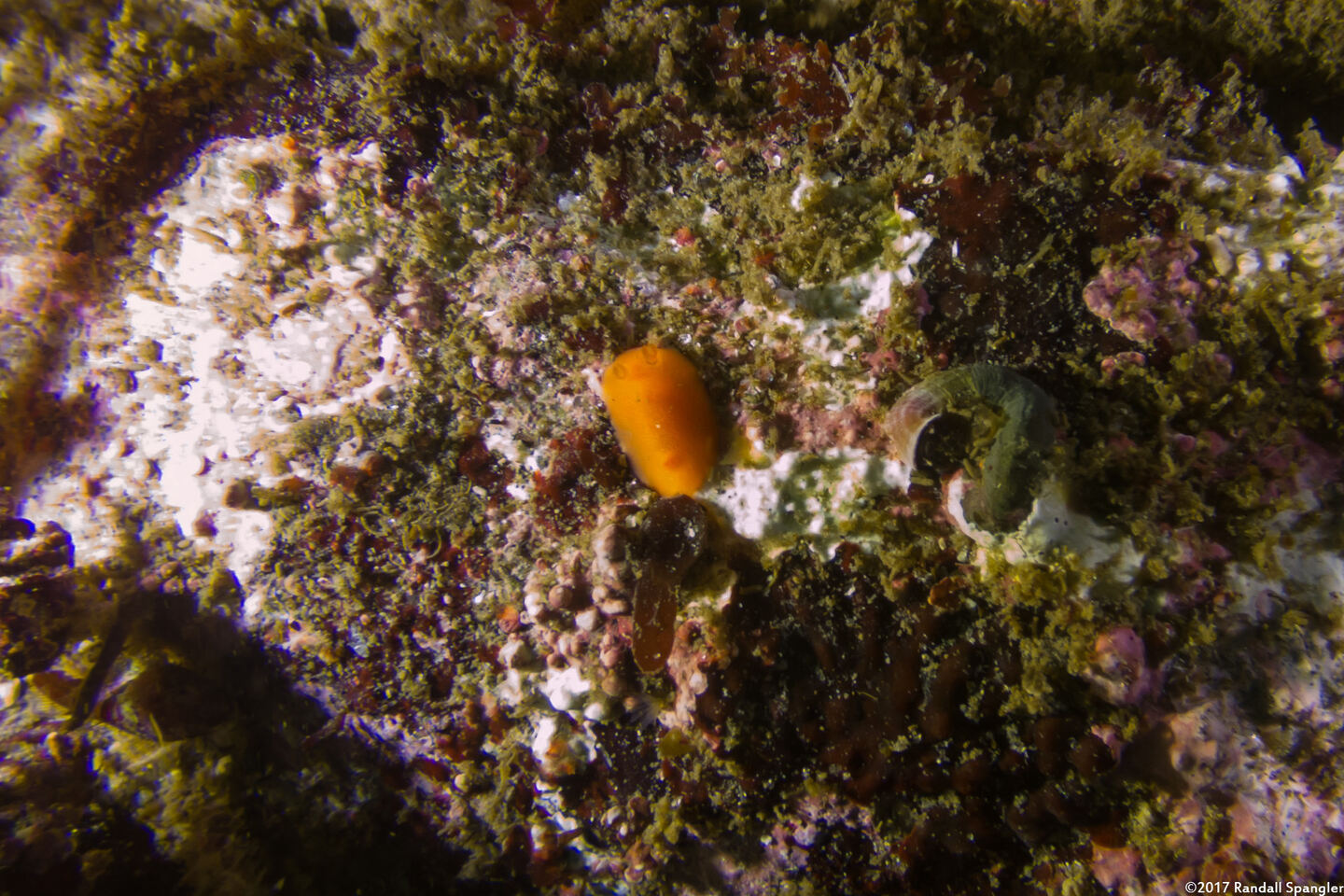 Rostanga pulchra (Red Sponge Dorid)
