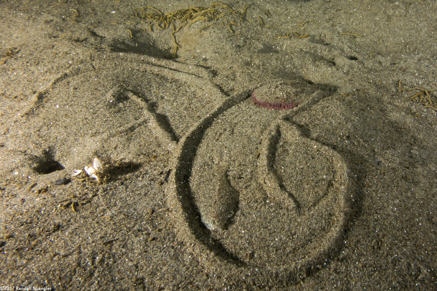 Dendraster excentricus (Sand Dollar); Sand dollar on the move
