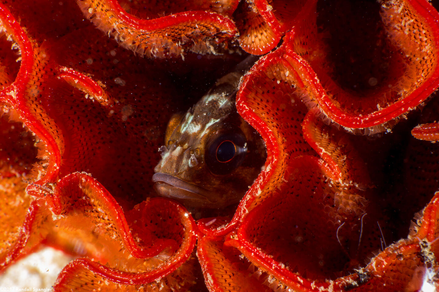 Watersipora subtorquata (Red-Rust Bryozoan)