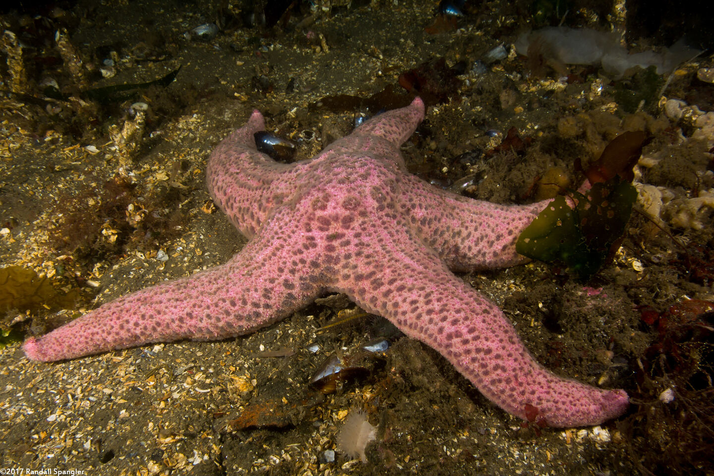 Pisaster brevispinus (Short-Spined Sea Star)