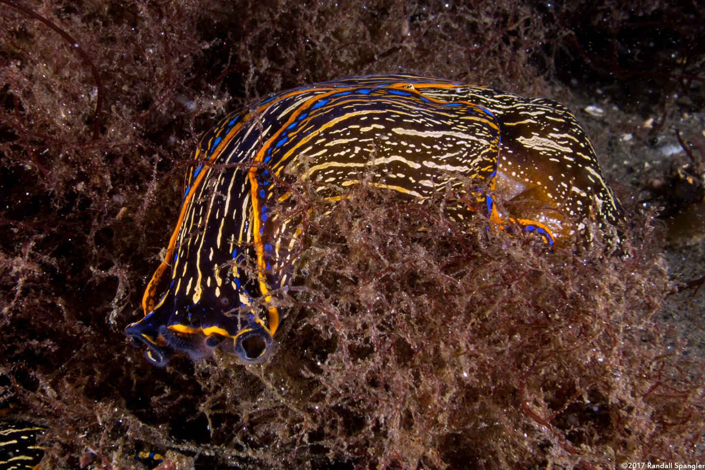 Navanax inermis (Navanax)