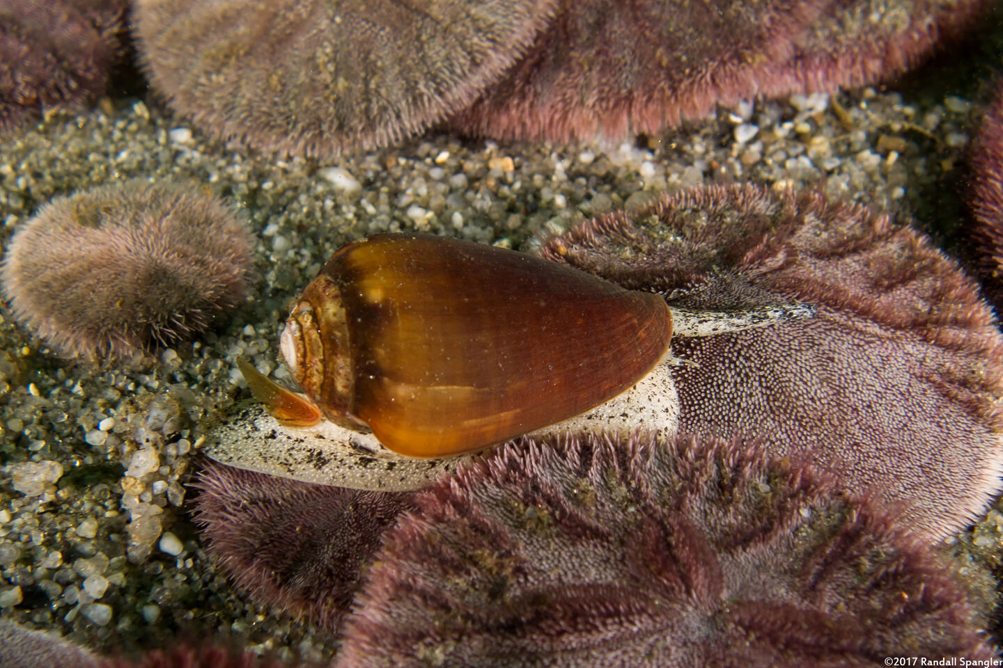 Californiconus californicus (California Cone Snail)