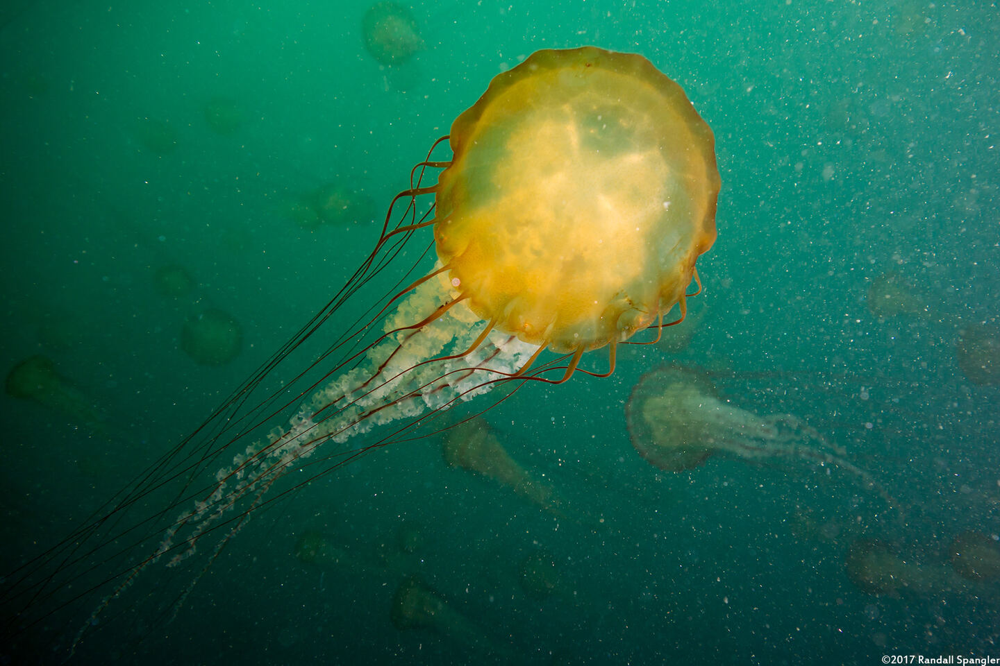 Chrysaora fuscescens (Brown Jellyfish)