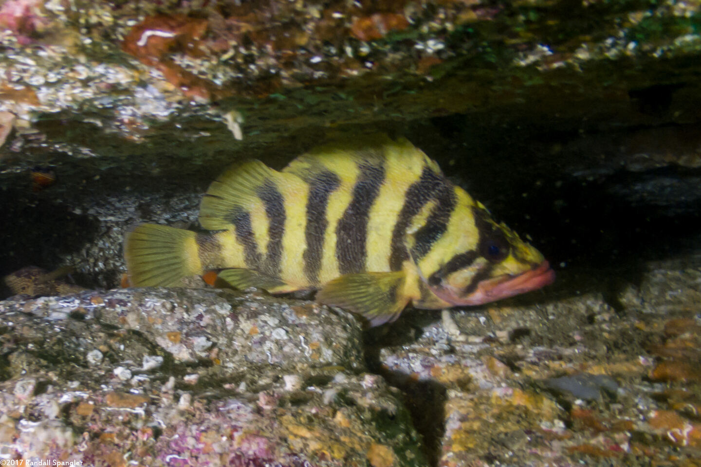 Sebastes serriceps (Treefish)