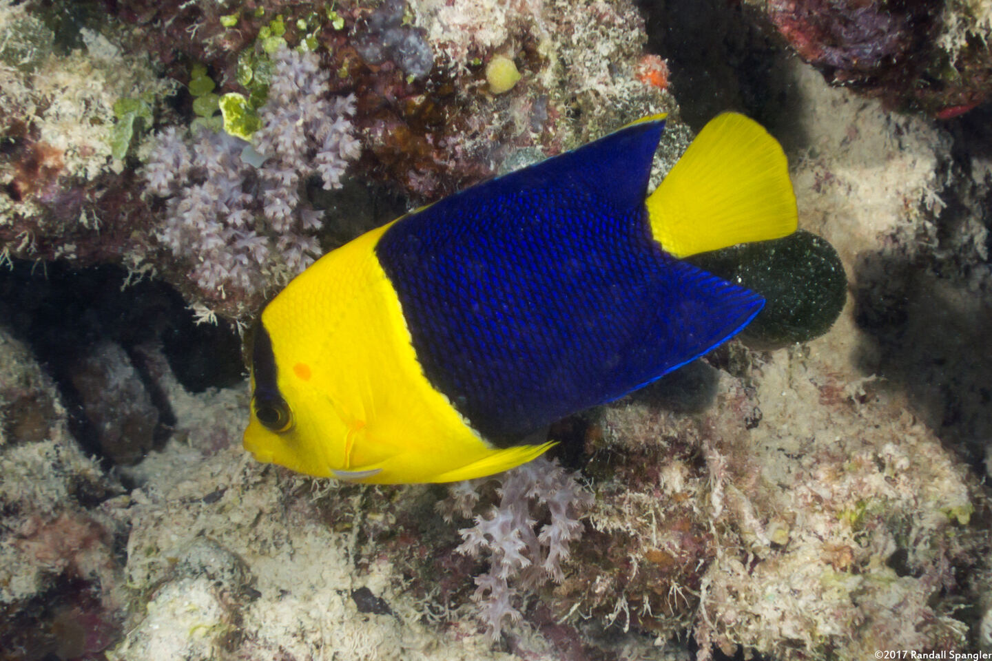 Centropyge bicolor (Bicolor Angelfish)
