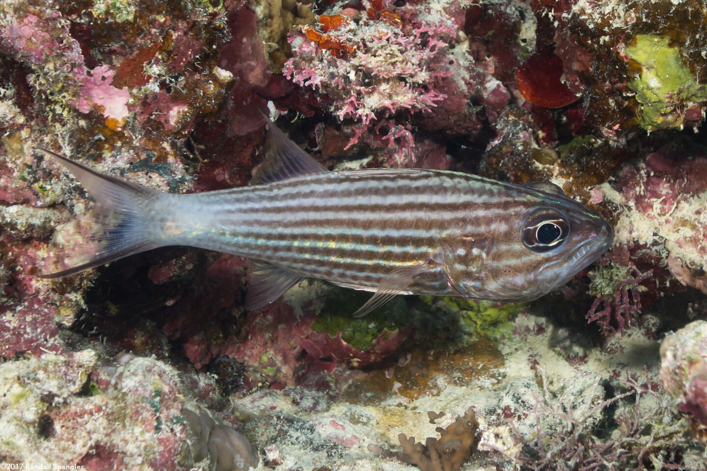 Cheilodipterus macrodon (Tiger Cardinalfish)