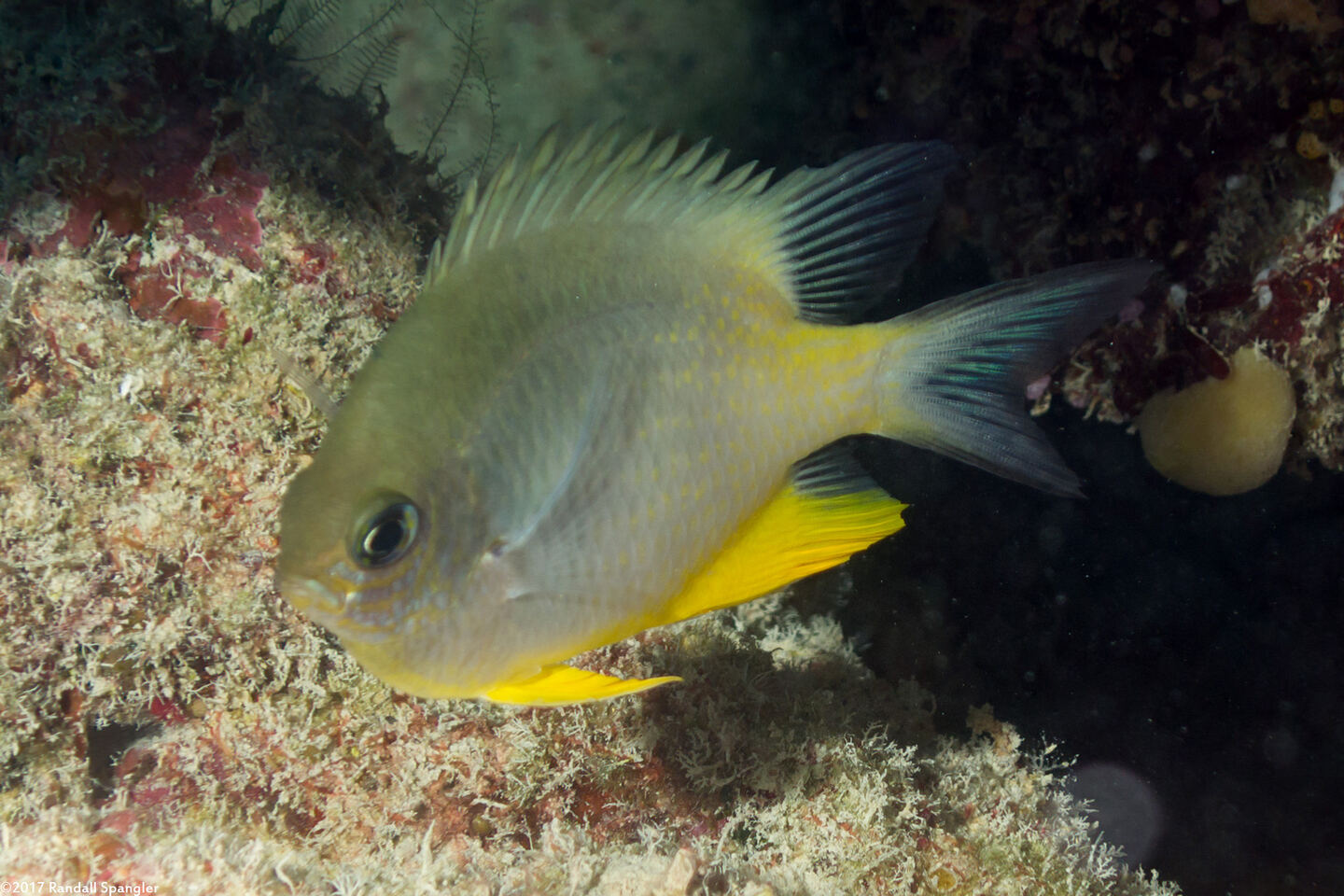 Amblyglyphidodon orbicularis (Orbicular Damsel)