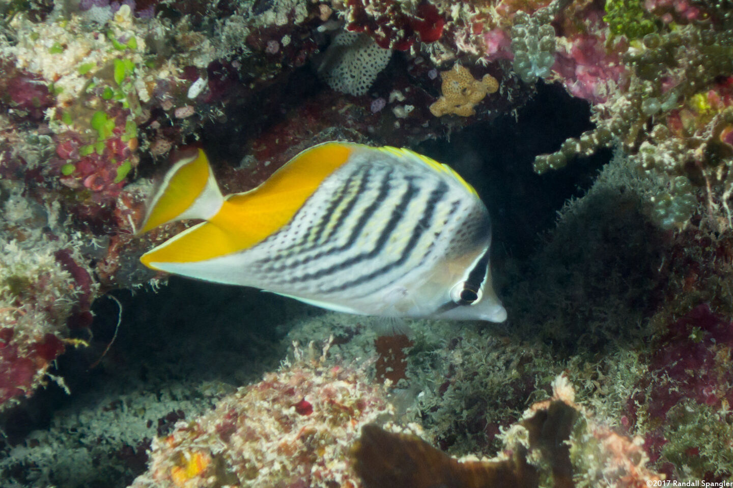 Chaetodon mertensii (Atoll Butterflyfish)