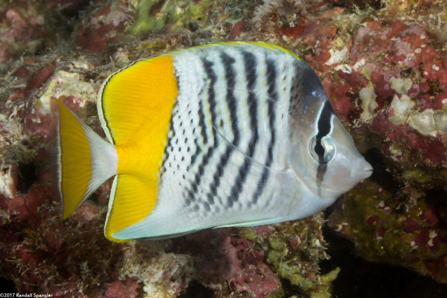 Chaetodon mertensii (Atoll Butterflyfish)