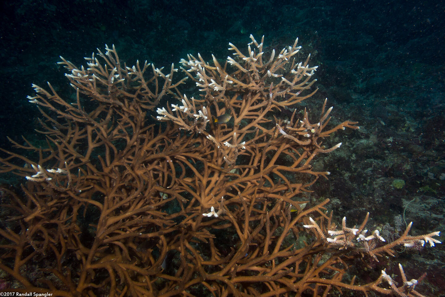 Acropora muricata (Common Staghorn Coral)