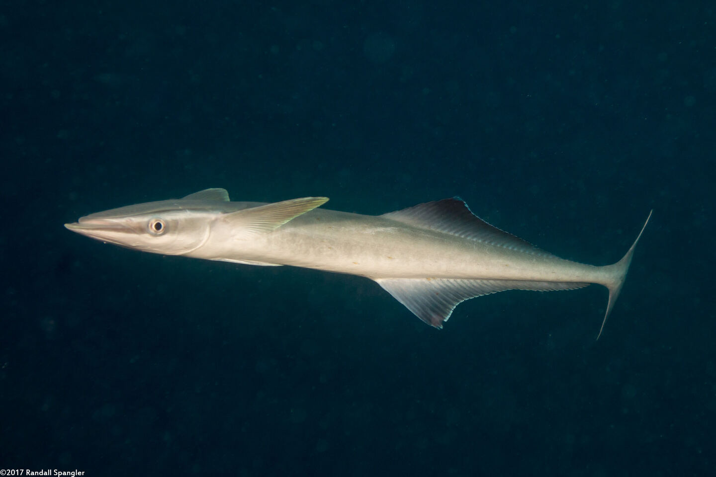 Echeneis naucrates (Sharksucker)